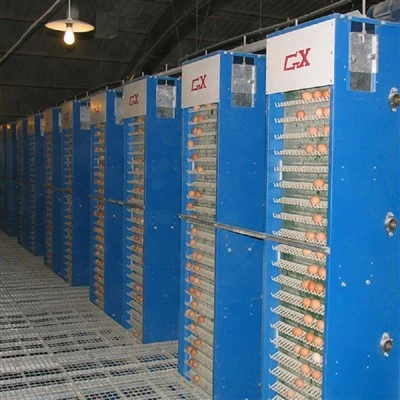 Système de collecte des œufs en cage pour poulettes